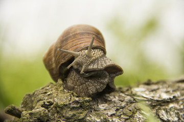 little snail crawling on a tree on a green background