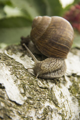 little snail crawling on a tree on a green background