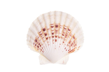 big sea shell - 83727847