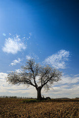 Kirschbaum blüht im Weingarten im Frühling