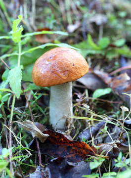 orange-cap boletus mushroom