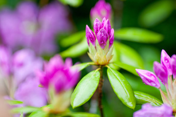 Fototapeta premium Rhododendron