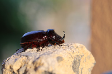 Beautiful black beetle Rhino