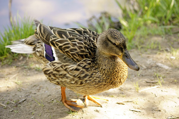 Ente Porträt / Nahaufnahme und Porträt einer Ente .