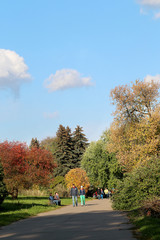 Naklejka premium autumn trees