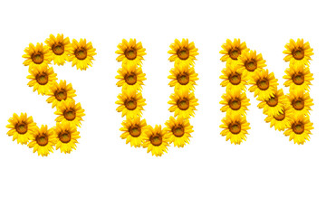 background of sunflowers