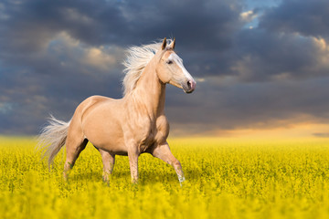 Palomino horse with long blond male on colza field  - obrazy, fototapety, plakaty