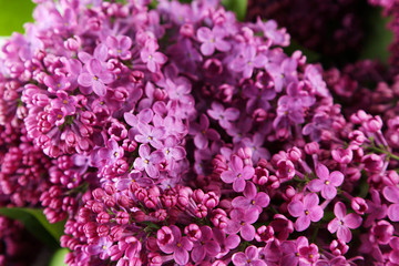 Purple lilac flowers background