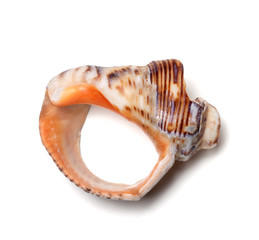 Naklejka premium Empty broken rapana shell
