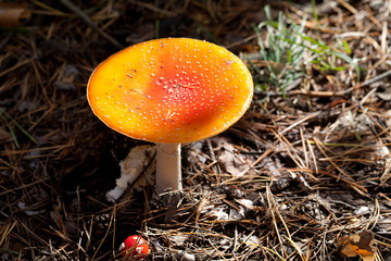 Amanita muscaria mushrooms in dark forest