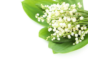 Lily of the Valley with leaves on a white background