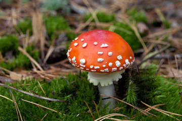 Red amanita muscaria mushroom in moss