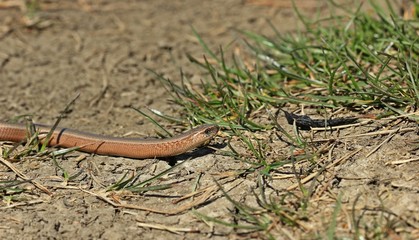 Blindschleiche (Anguis fragilis) am Dörnberg 
