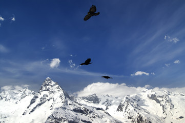 Naklejka na ściany i meble Alpine Chough (Pyrrhocorax graculus) flying in mountains