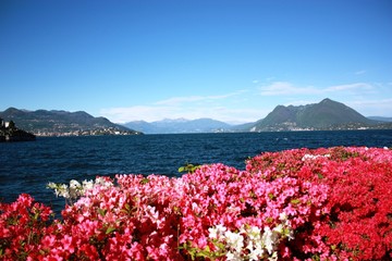Lago Maggiore Stresa Waterfront blooming under blue sky