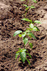 Green spring seedling of pepper, growing from the soil. 