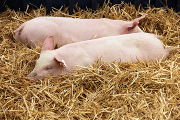 Piglets lying in the hay