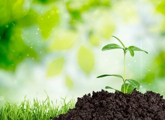 Plant, Growth, Dirt.