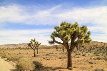 Joshua Tree with flowers in Joshua Tree National Park