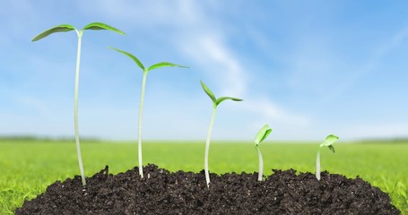 Seed, Growth, Planting.