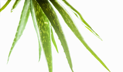 Obraz premium Aloe Vera with water drops, isolated on white background
