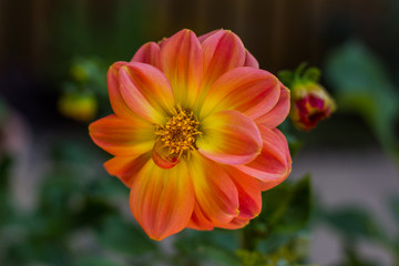 Le dahlia orange