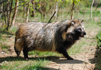 Obraz premium Raccoon