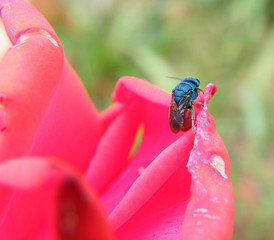 fauna e flora