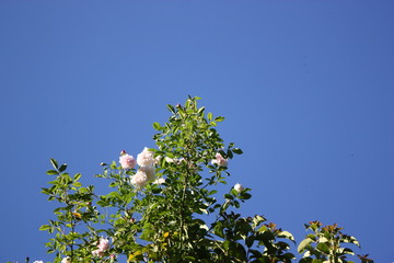 Climbing Roses salmon pink in green under a blue sky