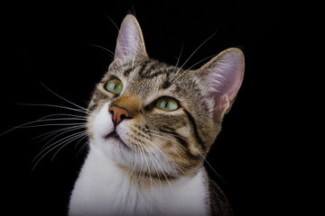 Fototapeta premium Cat looking up on black background.