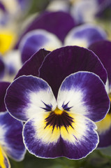 closeup  white and purple pansies