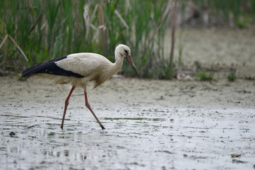 Cicogna nella palude