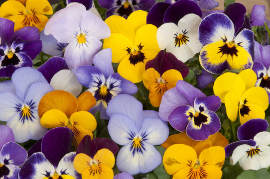 mixed colors of pansies in garden