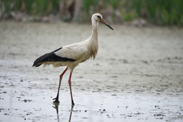 Cicogna nella palude