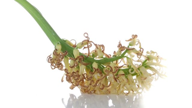 White Hyacinth Flower Bulb wither on white isolated