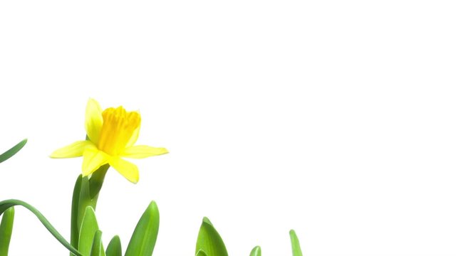 Yellow Narcissus Blooming on white isolated