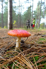 fungi with red hood and white spots in forest