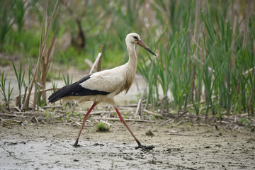 Cicogna nella palude
