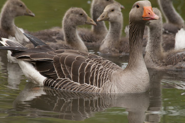 goose family in water The Netherlands