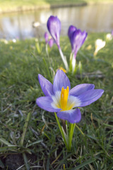 Obraz premium closeup Crocus flower in grass field