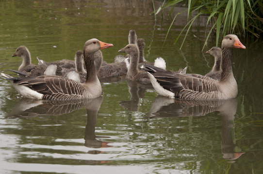 goose family in water The Netherlands