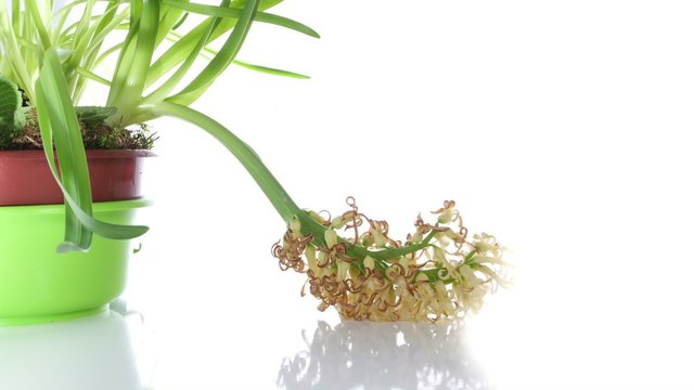 White Hyacinth Flower Bulb wither on white isolated