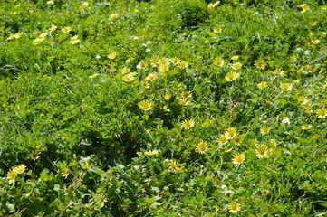 Tapis de fleurs jaunes 