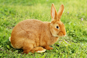 Young red rabbit on grass
