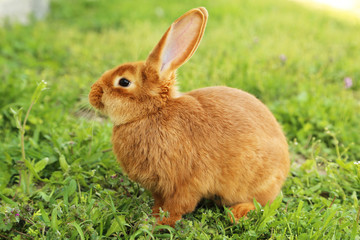 Young red rabbit on grass