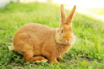 Young red rabbit on grass