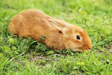 Fototapeta premium Young red rabbit on grass