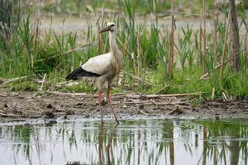 Cicogna bianca in palude