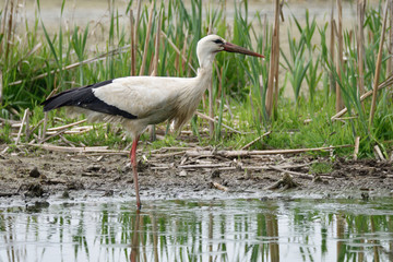 Cicogna bianca in palude