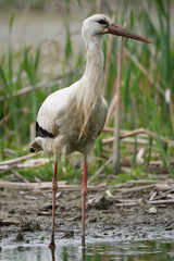 Cicogna bianca in palude